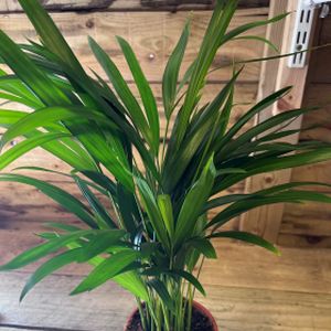 Areca Palm Dypsis (21cm Pot)