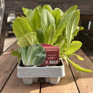 Lettuce 'Cos' Multi-Pack