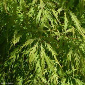 Acer palmatum var. dissectum (AGM) 15L