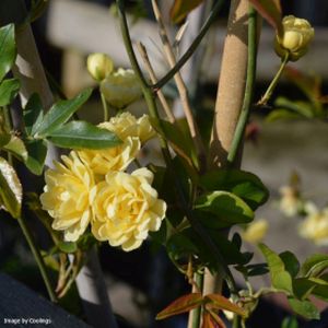 Rosa banksiae 'Lutea' (AGM) 5L