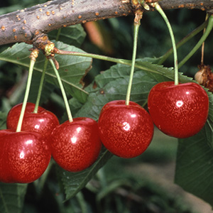 Cherry Prunus 'Morello' (Colt) Fan 12L