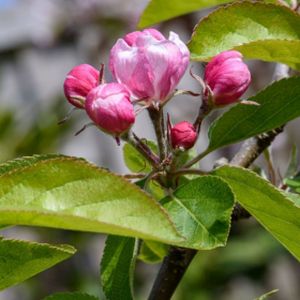 Escallonia 'Apple Blossom' (AGM) 3L