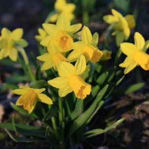 Daffodil Narcissus 'Tete-a-Tete' (AGM) (9cm Pot)