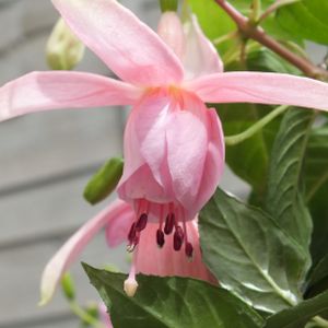 Fuchsia Trailing 'Pink Galore' (9cm Pot)