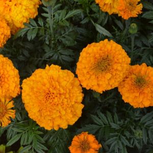 Marigold (African) Orange Multi-Pack