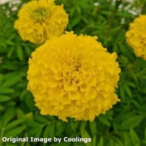 Marigold (African) Yellow Multi-Pack