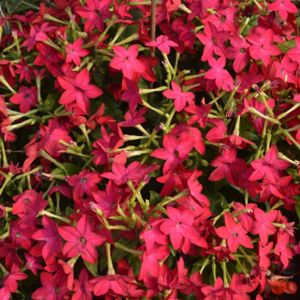 Nicotiana Red Multi-Pack