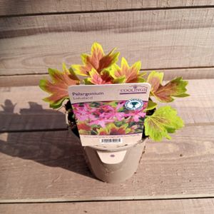 Pelargonium 'Lotusland' (9cm Pot)