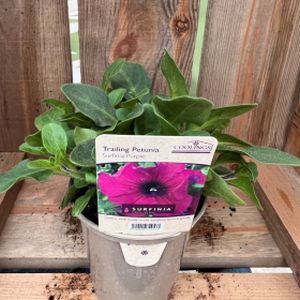 Petunia Trailing Purple (9cm Pot)