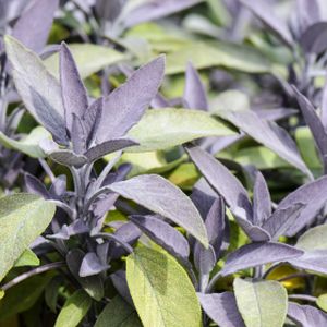 Sage Purple Salvia 'Purpurascens' (AGM) 1L