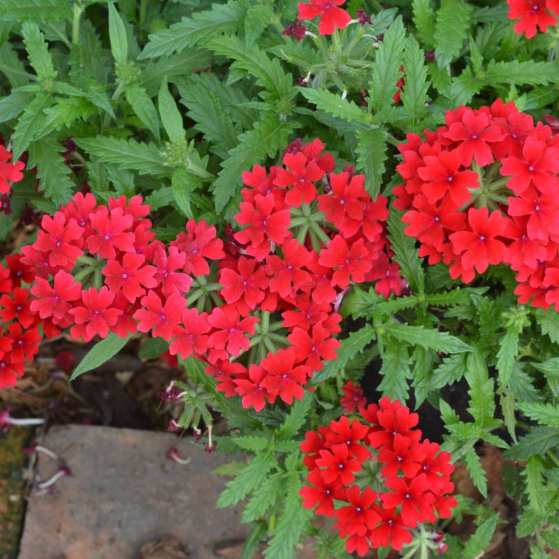 Verbena Red (9cm Pot) - Coolings Garden Centre