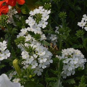 Verbena White (9cm Pot)