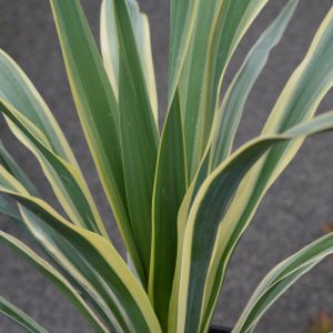 Yucca gloriosa 'Variegata' (AGM) 3L