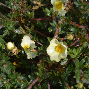 Potentilla fruticosa 'Primrose Beauty' 3L