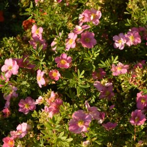 Potentilla fruticosa 'Pink Beauty' (syn. 'Lovely Pink') (AGM) 3L