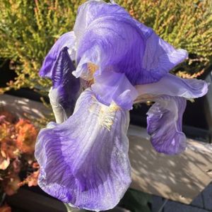 Iris pallida 'Argentea Variegata' 3L