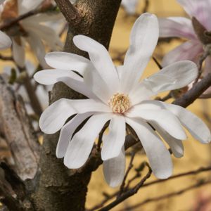 Magnolia stellata 'Waterlily' (AGM) 3L