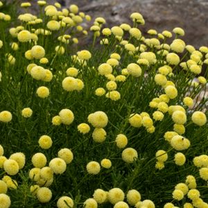 Santolina rosmarinifolia 'Primrose Gem' 3L