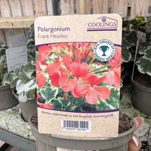 Pelargonium 'Frank Headley' (AGM) (9cm Pot)