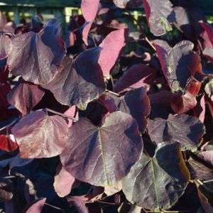 Cercis canadensis 'Forest Pansy' (AGM) 4L