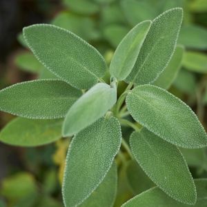 Sage Green Salvia officinalis 1L