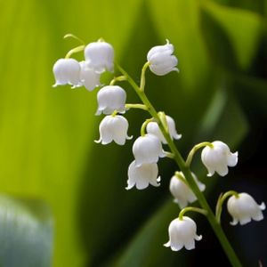 Convallaria majalis (Lily of the Valley) (AGM) (9cm Pot)