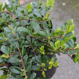Arctostaphylos uva-ursi 'Vancouver Jade' 3L