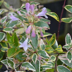 Abelia x grandiflora 'Hopleys' 3L