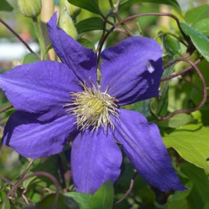 Clematis 'Beauty of Worcester' 3L