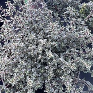 Thyme Thymus vulgaris 'Silver Posie' (9cm Pot)