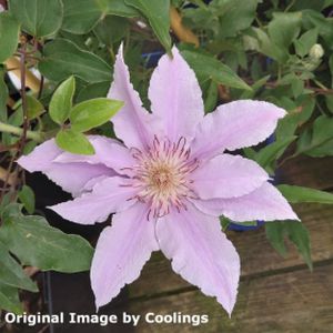 Clematis 'Filigree' (syn 'Evipo029') 2L