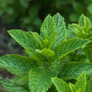 Mint Spearmint-Garden Mentha spicata 1L