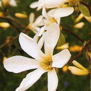 Magnolia kobus 45L