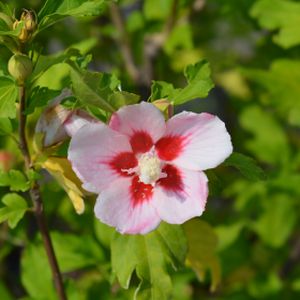 Hibiscus syriacus 'Hamabo' 10L