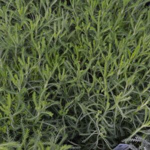 Santolina pinnata subsp. neapolitana 'Edward Bowles' 2L
