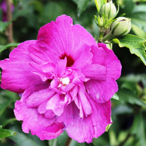 Hibiscus syriacus 'Purple Ruffles' (syn 'Sanchon Yo') 3L