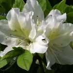 Azalea Rhododendron 'Mary Helen' 3L