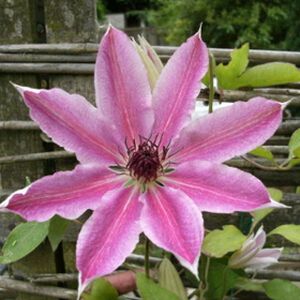 Clematis 'Lincoln Star' 3L