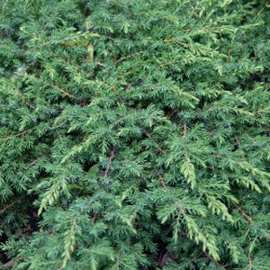 Juniperus communis 'Green Carpet' (AGM) 3L