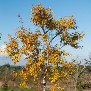 Betula ermanii 'Grayswood Hill' (AGM) 12L