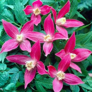 Clematis alpina 'Ruby' 3L