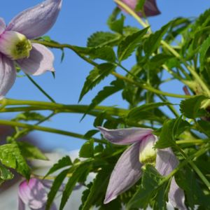Clematis alpina 'Willy' 3L