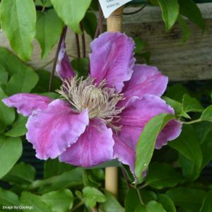 Clematis 'Bees' Jubilee' 3L