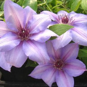 Clematis 'Candy Stripe' 3L