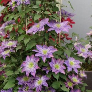 Clematis 'Crystal Fountain' (syn 'Fairy Blue') 3L