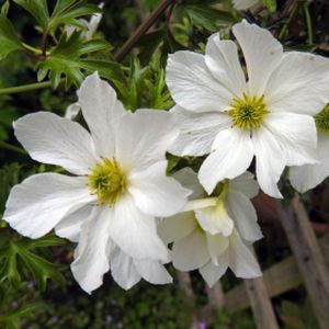 Clematis 'Early Sensation'  3L