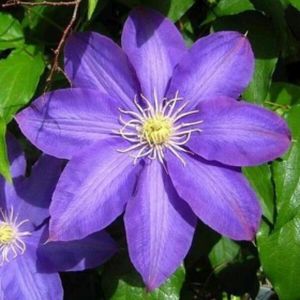 Clematis 'H. F. Young' 3L