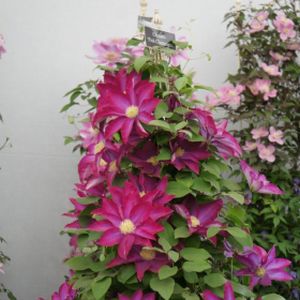 Clematis 'Pink Champagne' (Syn Kakio) 3L