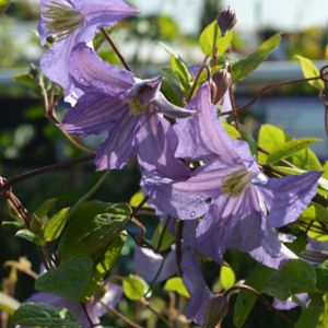 Clematis 'Prince Charles' (AGM) 3L