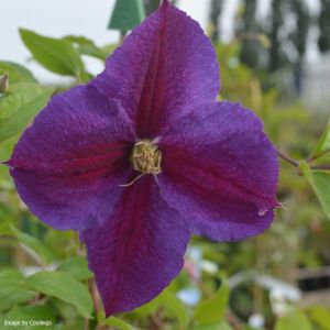 Clematis 'Star of India' 3L